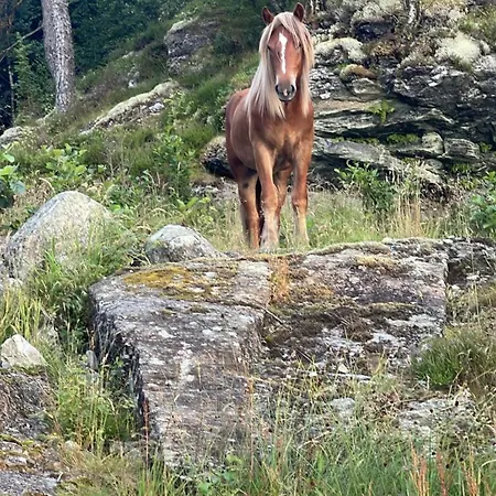 Trollheimen فيلة